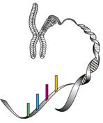 Chromosome to DNA